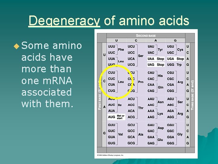 Do Now u Label the following Sense strand