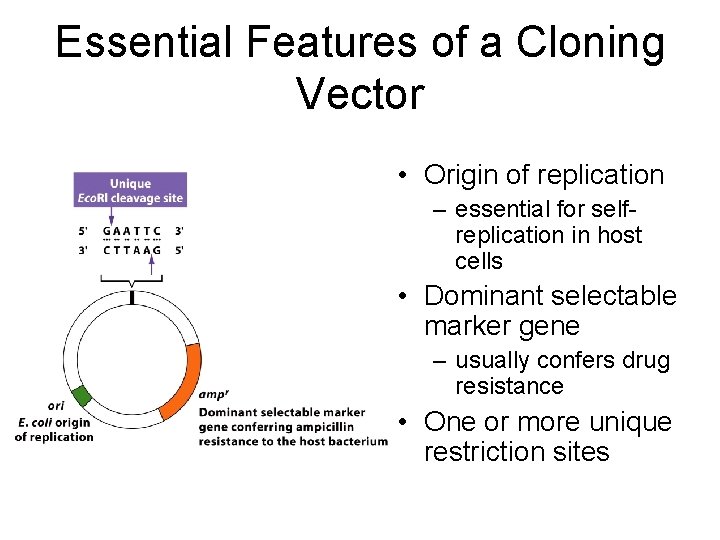 Essential Features of a Cloning Vector • Origin of replication – essential for selfreplication