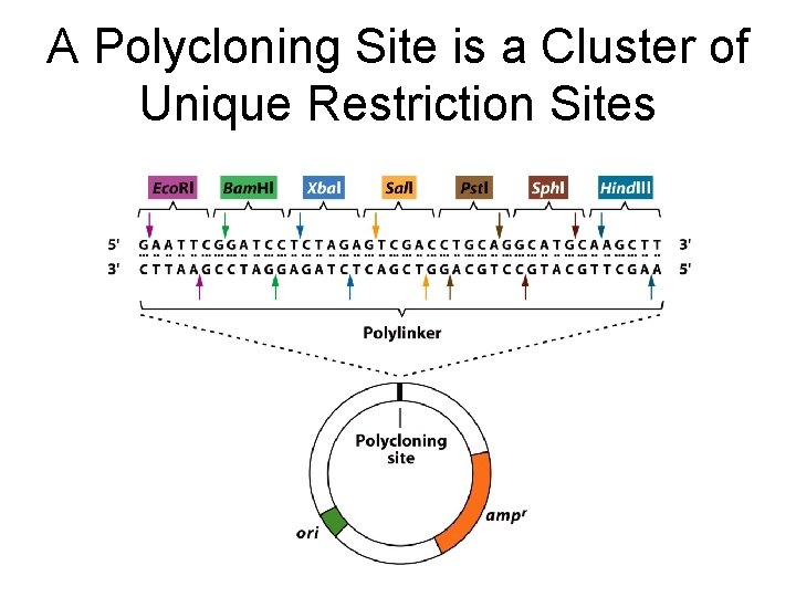 A Polycloning Site is a Cluster of Unique Restriction Sites 