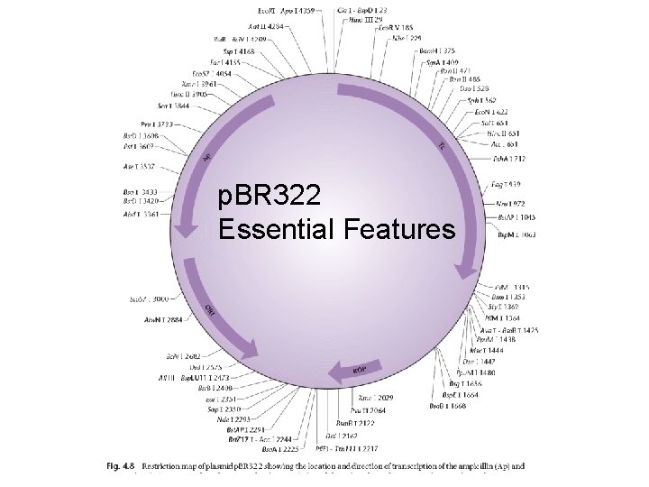 p. BR 322 Essential Features 