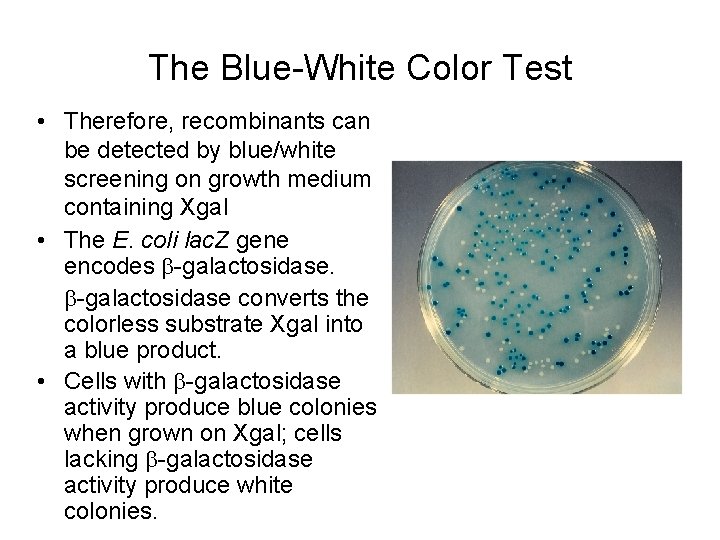 The Blue-White Color Test • Therefore, recombinants can be detected by blue/white screening on