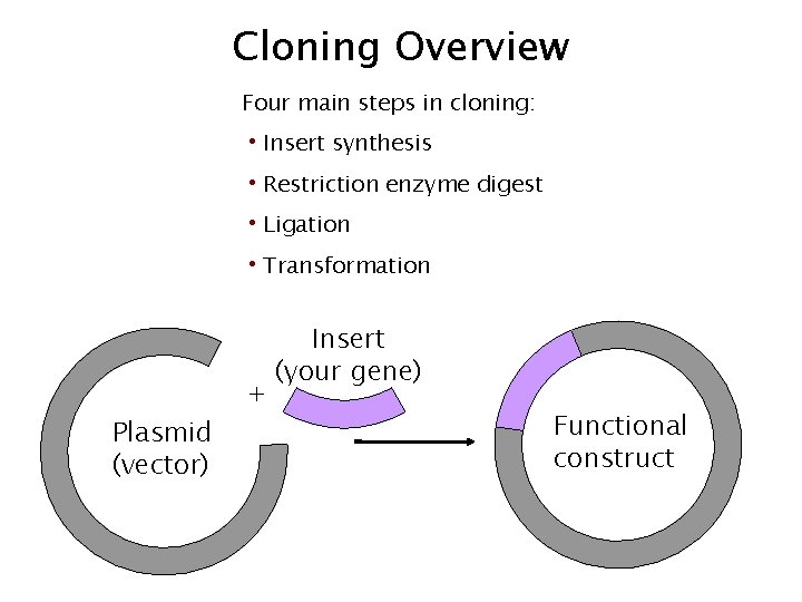 Cloning Overview Four main steps in cloning: • Insert synthesis • Restriction enzyme digest