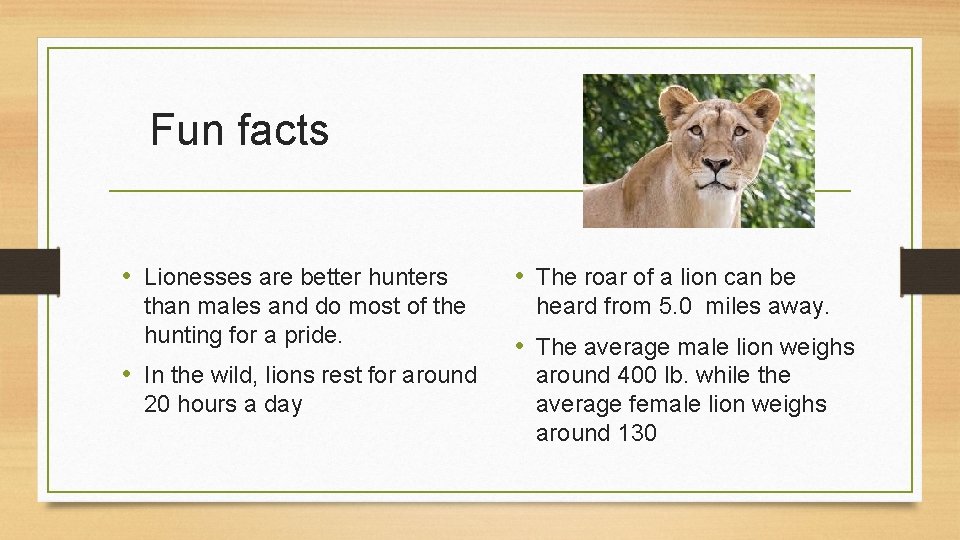 Fun facts • Lionesses are better hunters than males and do most of the