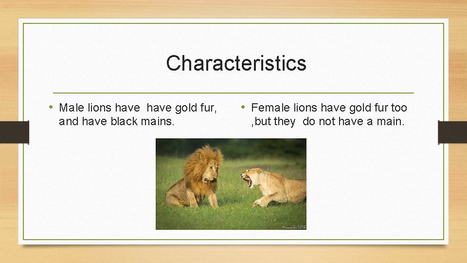Characteristics • Male lions have gold fur, and have black mains. • Female lions