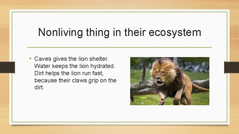 Nonliving thing in their ecosystem • Caves gives the lion shelter. Water keeps the
