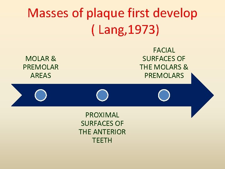 Masses of plaque first develop ( Lang, 1973) FACIAL SURFACES OF THE MOLARS &