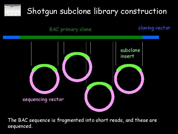 Shotgun subclone library construction BAC primary clone cloning vector subclone insert sequencing vector The
