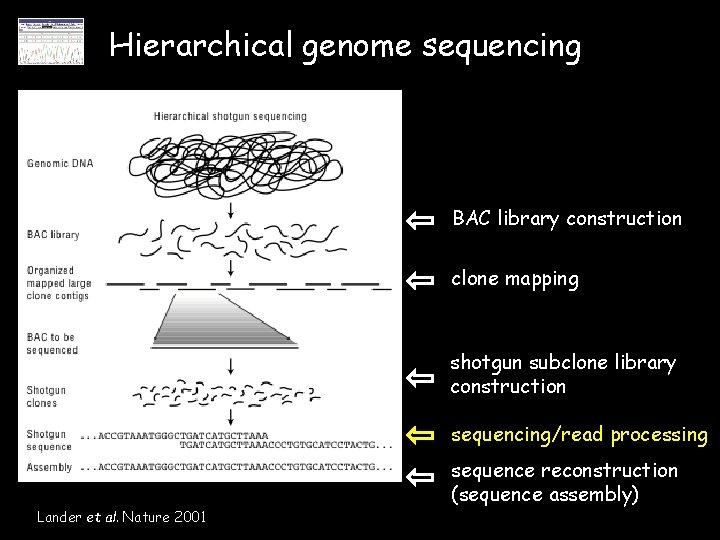 Hierarchical genome sequencing BAC library construction clone mapping shotgun subclone library construction sequencing/read processing