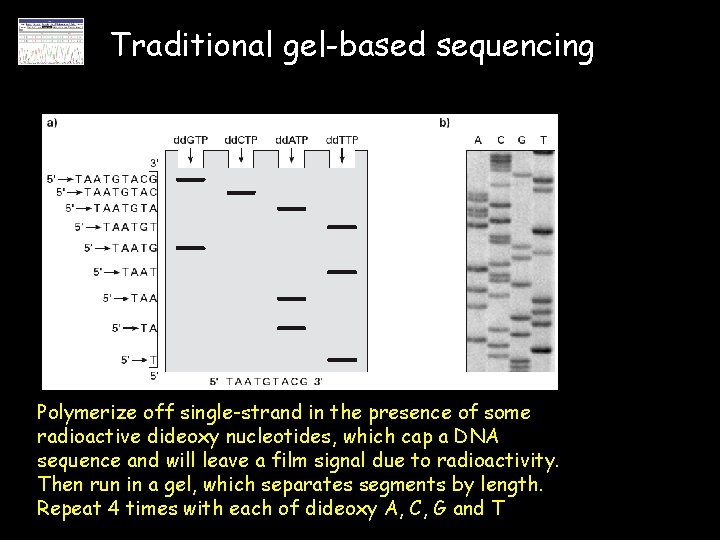 Traditional gel-based sequencing Polymerize off single-strand in the presence of some radioactive dideoxy nucleotides,