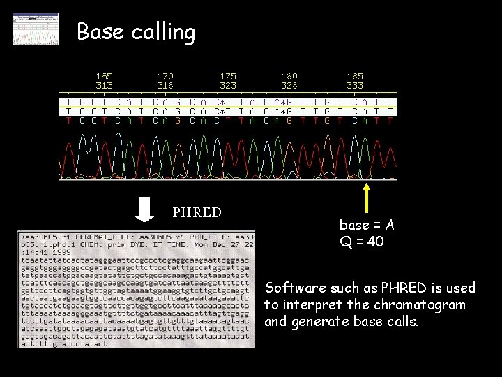 Base calling PHRED base = A Q = 40 Software such as PHRED is