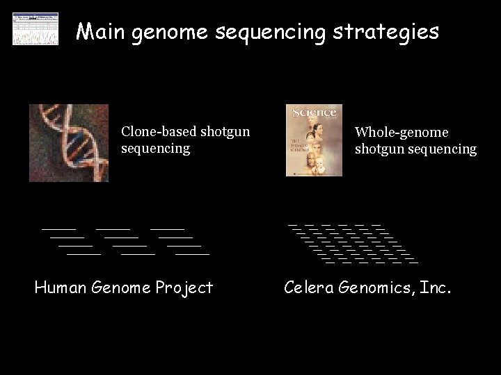 Main genome sequencing strategies Clone-based shotgun sequencing Human Genome Project Whole-genome shotgun sequencing Celera