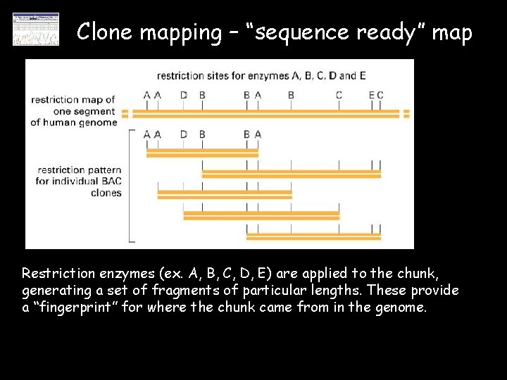 Clone mapping – “sequence ready” map Restriction enzymes (ex. A, B, C, D, E)