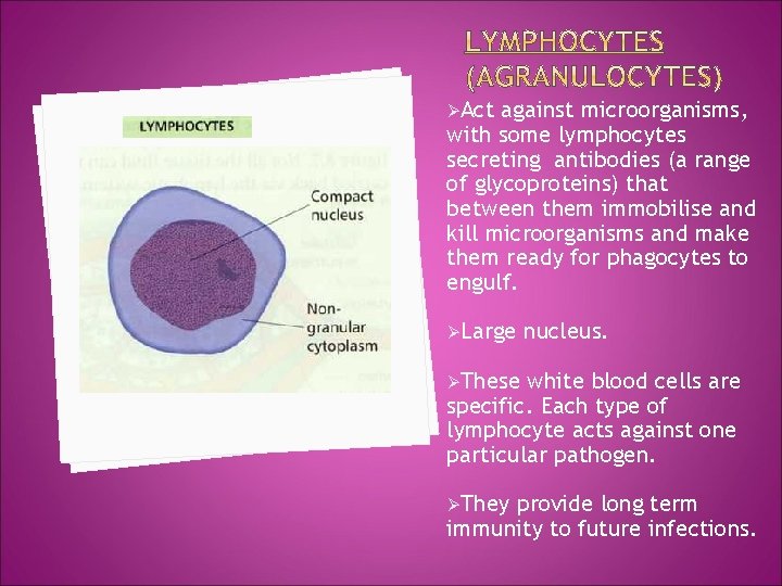 ØAct against microorganisms, with some lymphocytes secreting antibodies (a range of glycoproteins) that between