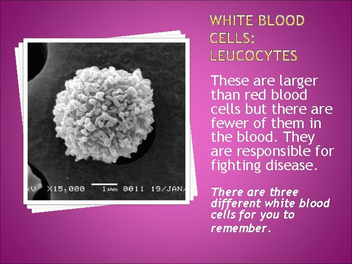 These are larger than red blood cells but there are fewer of them in