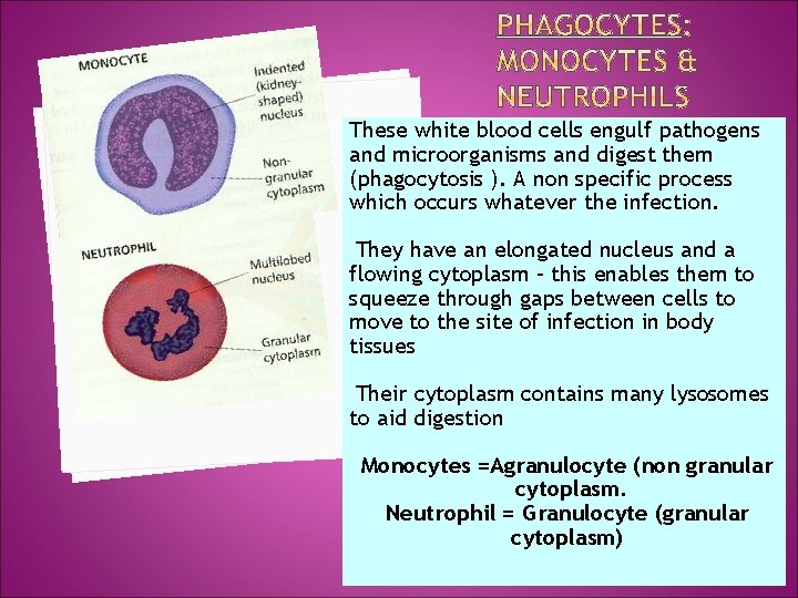 These white blood cells engulf pathogens and microorganisms and digest them (phagocytosis ). A