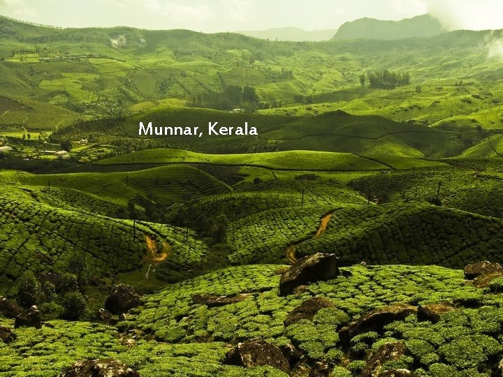 Munnar, Kerala 