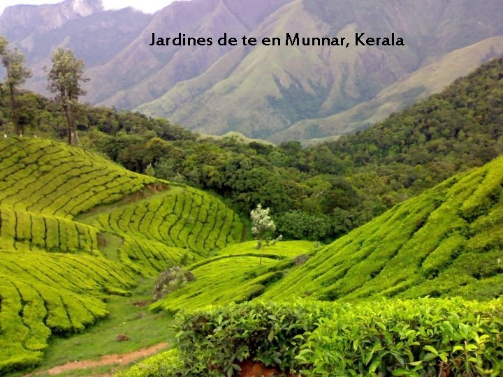 Jardines de te en Munnar, Kerala 