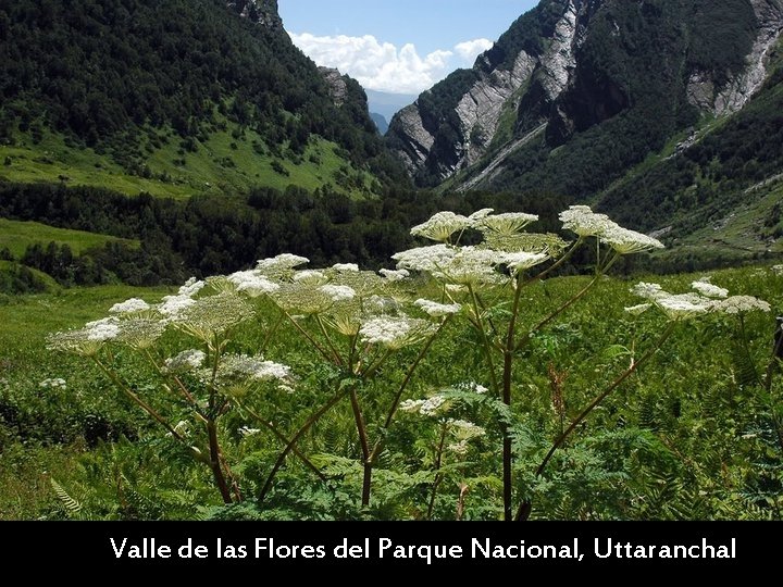 Valle de las Flores del Parque Nacional, Uttaranchal 