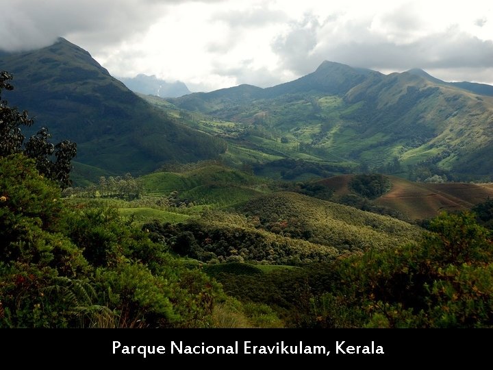 Parque Nacional Eravikulam, Kerala 