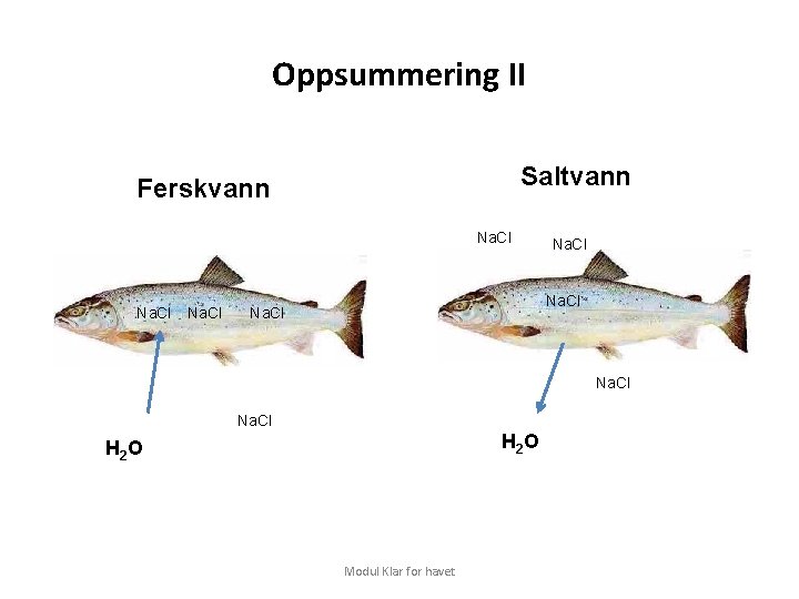 Oppsummering II Saltvann Ferskvann Na. Cl Na. Cl H 2 O Modul Klar for