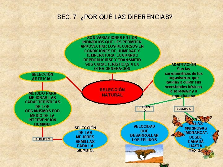 SEC. 7 ¿POR QUÉ LAS DIFERENCIAS? SON VARIACIONES EN LOS INDIVIDUOS QUE LES PERMITEN