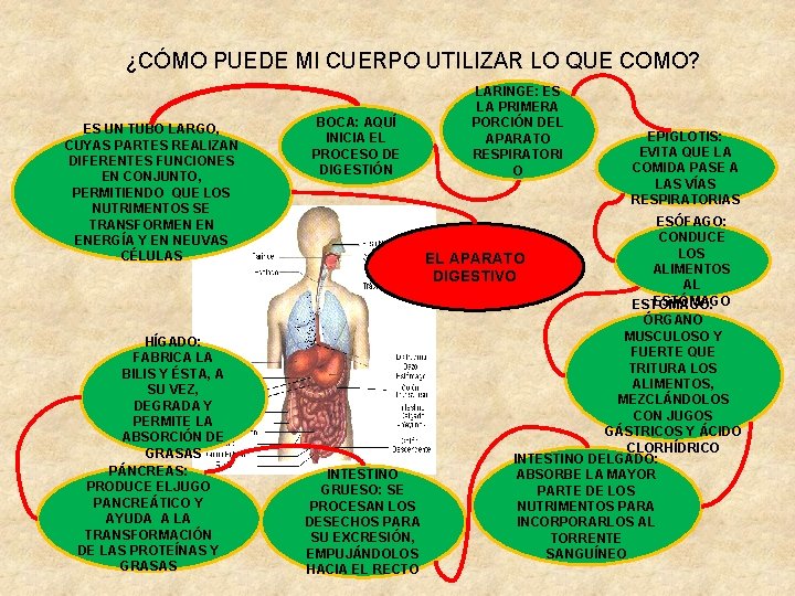 ¿CÓMO PUEDE MI CUERPO UTILIZAR LO QUE COMO? ES UN TUBO LARGO, CUYAS PARTES