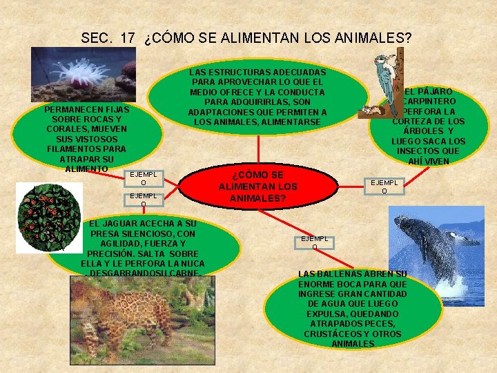 SEC. 17 ¿CÓMO SE ALIMENTAN LOS ANIMALES? LAS ANÉMONAS PERMANECEN FIJAS SOBRE ROCAS Y