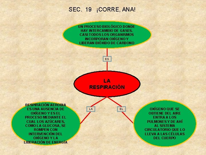 SEC. 19 ¡CORRE, ANA! UN PROCESO BIOLÓGICO DONDE HAY INTERCAMBIO DE GASES. CASI TODOS