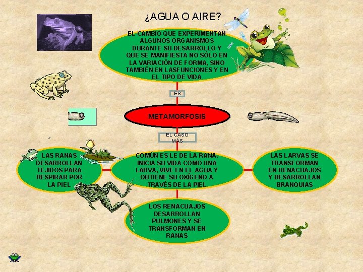 ¿AGUA O AIRE? EL CAMBIO QUE EXPERIMENTAN ALGUNOS ORGANISMOS DURANTE SU DESARROLLO Y QUE