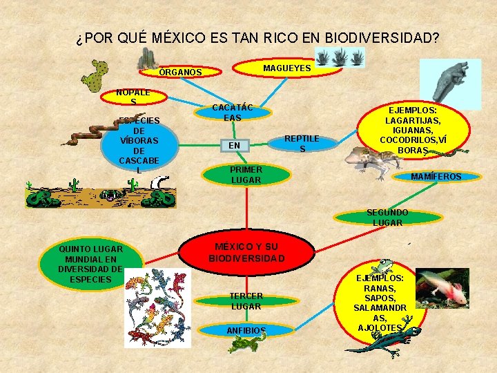 ¿POR QUÉ MÉXICO ES TAN RICO EN BIODIVERSIDAD? MAGUEYES ÓRGANOS NOPALE S ESPECIES DE