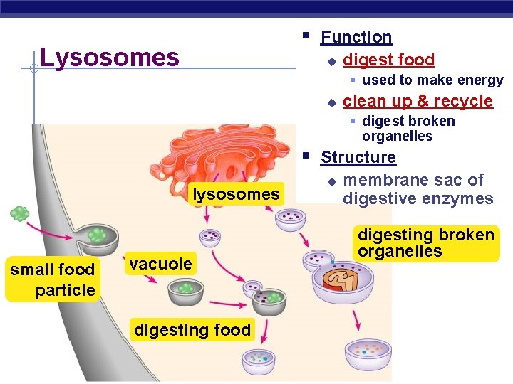 § Function Lysosomes u digest food § used to make energy u clean up