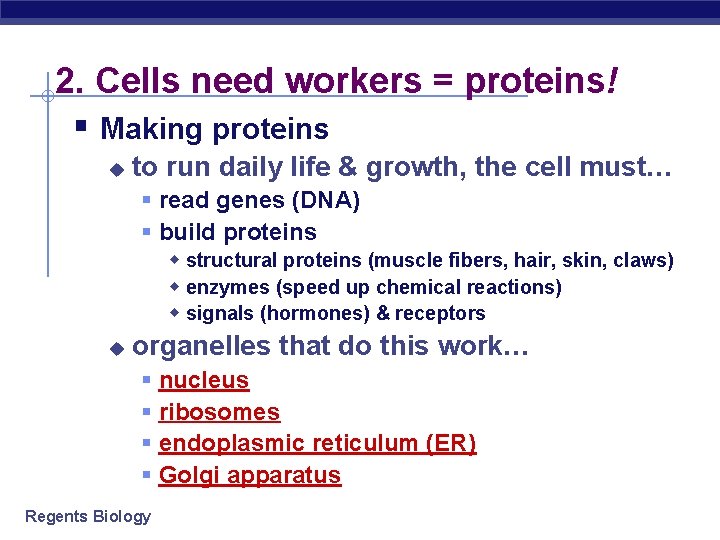 2. Cells need workers = proteins! § Making proteins u to run daily life
