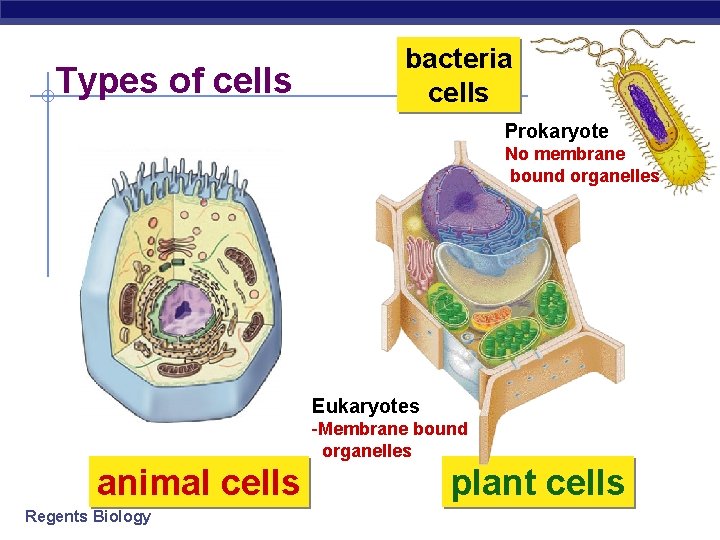 Types of cells bacteria cells Prokaryote No membrane bound organelles Eukaryotes -Membrane bound organelles