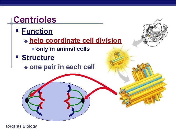 Centrioles § Function u help coordinate cell division § only in animal cells §