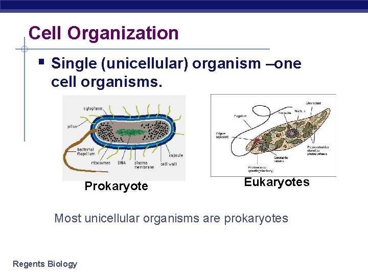 Cell Organization § Single (unicellular) organism –one cell organisms. Prokaryote Eukaryotes Most unicellular organisms