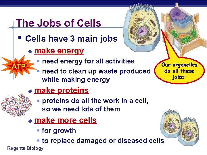 The Jobs of Cells § Cells have 3 main jobs u make energy §