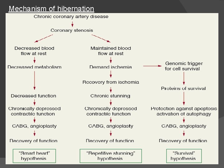 Mechanism of hibernation 