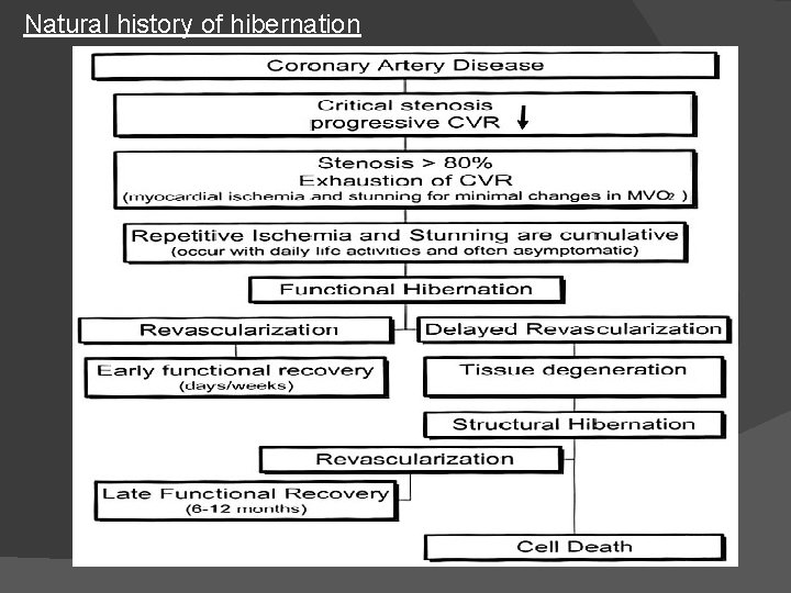 Natural history of hibernation 