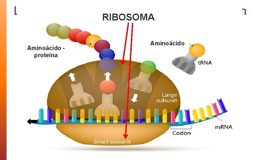 Los protagonistas. RIBOSOMA del proceso de traducción Aminoácido ü En la traducción el ARNm