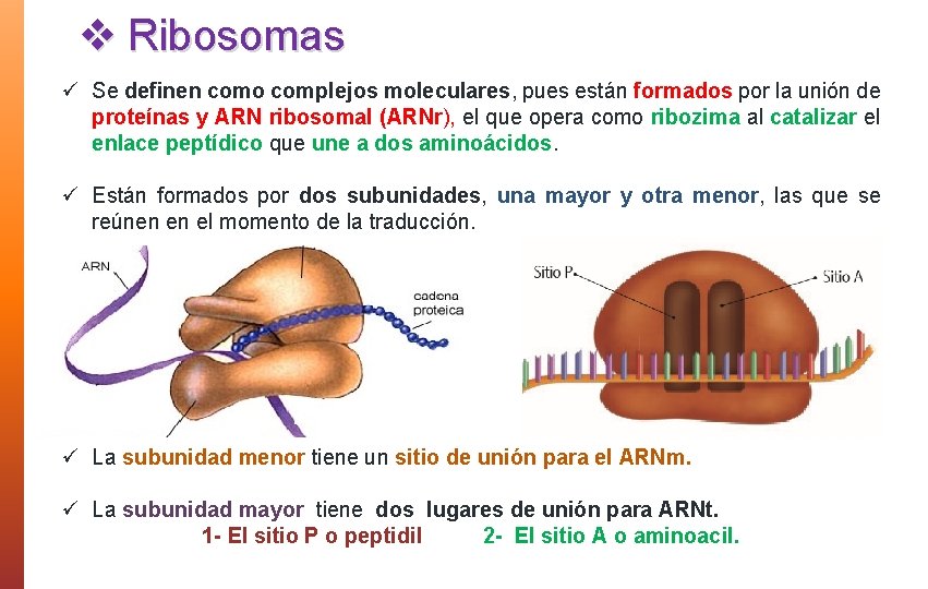 v Ribosomas ü Se definen como complejos moleculares, pues están formados por la unión