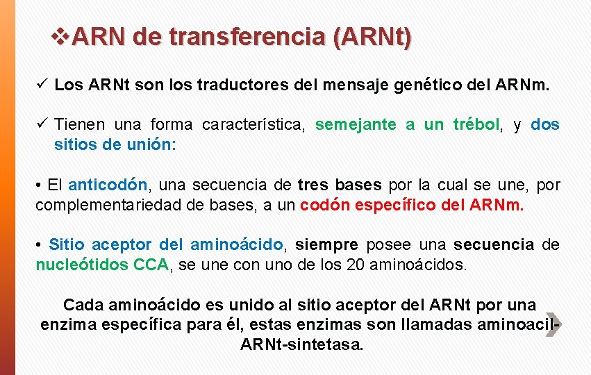 v. ARN de transferencia (ARNt) ü Los ARNt son los traductores del mensaje genético