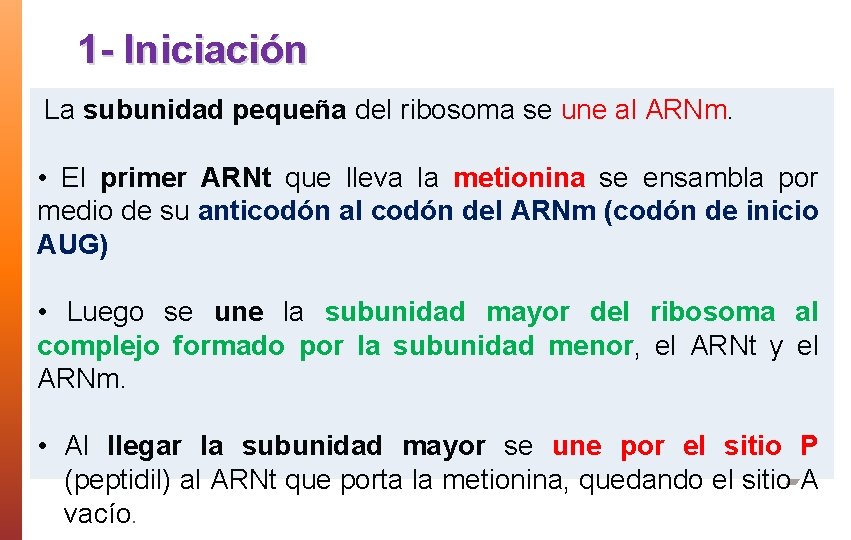 1 - Iniciación La subunidad pequeña del ribosoma se une al ARNm. • El