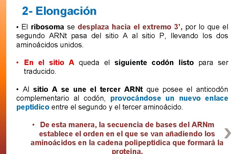 2 - Elongación • El ribosoma se desplaza hacia el extremo 3’, por lo