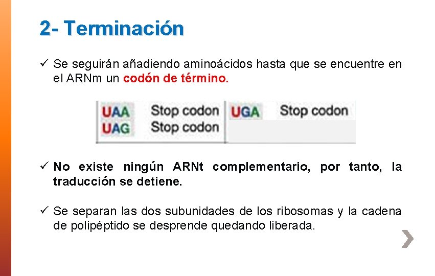 2 - Terminación ü Se seguirán añadiendo aminoácidos hasta que se encuentre en el