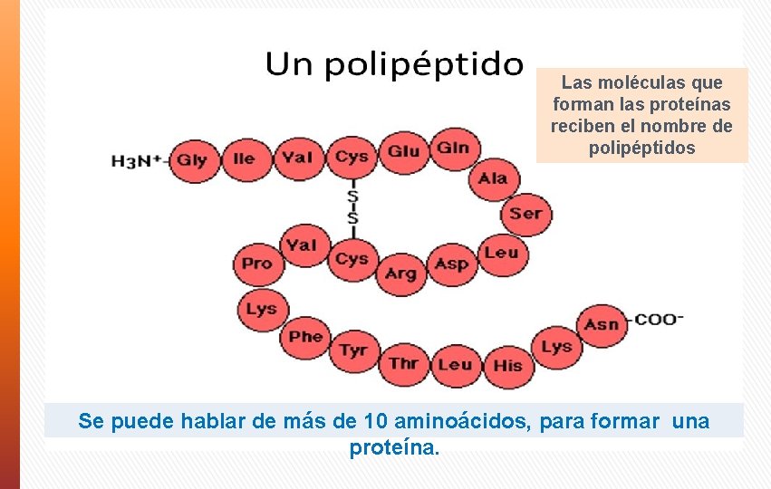 Las moléculas que forman las proteínas reciben el nombre de polipéptidos Se puede hablar