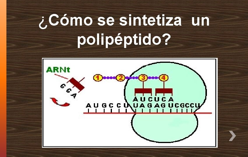 ¿Cómo se sintetiza un polipéptido? 