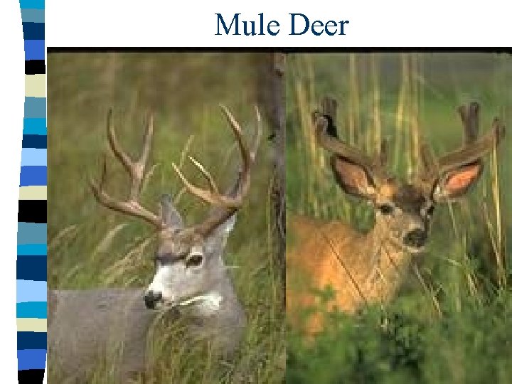 Mule Deer 