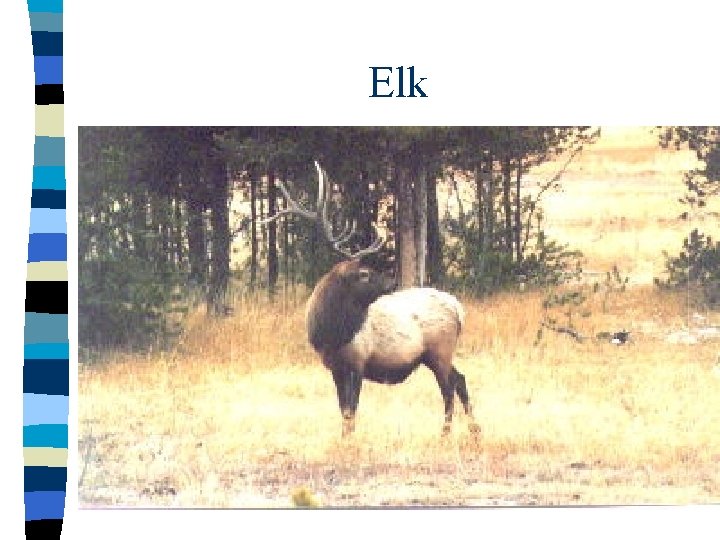 Elk 