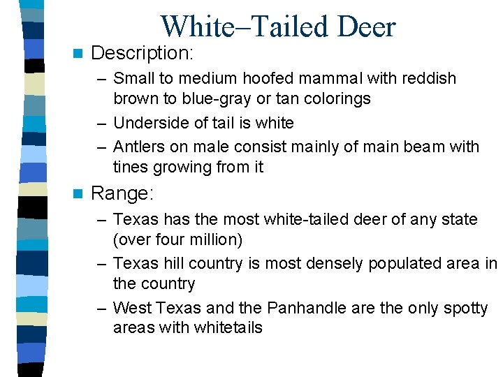 White–Tailed Deer n Description: – Small to medium hoofed mammal with reddish brown to