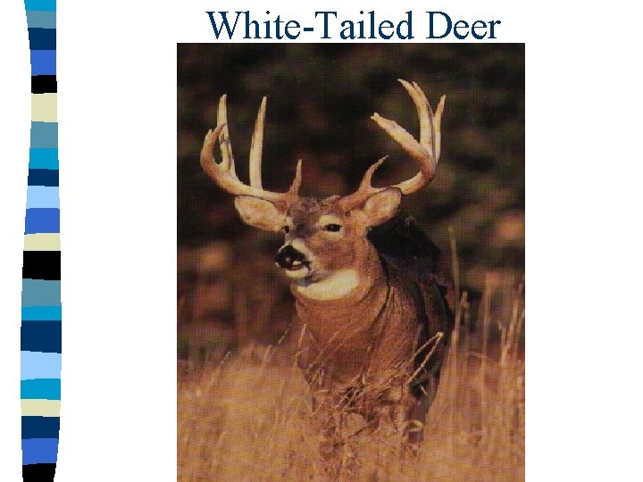 White-Tailed Deer 